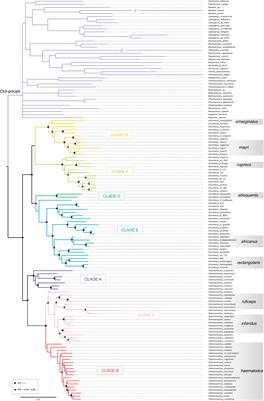 Phylogenetic Reconstruction of the Ancestral Chromosome Number of the Genera Anochetus Mayr, 1861 and Odontomachus Latreille, 1804 (Hymenoptera: Formicidae: Ponerinae)